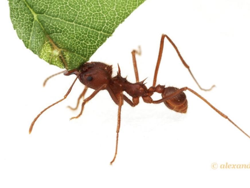 Leaf Cutter Ants