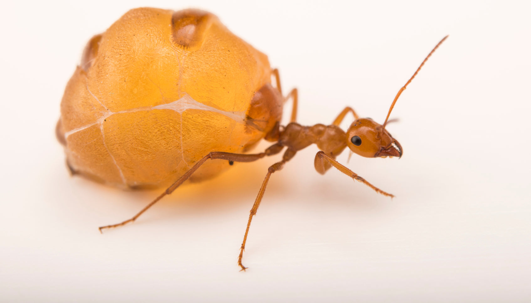 Bullet Ants For Sale Us informacionpublica.svet.gob.gt