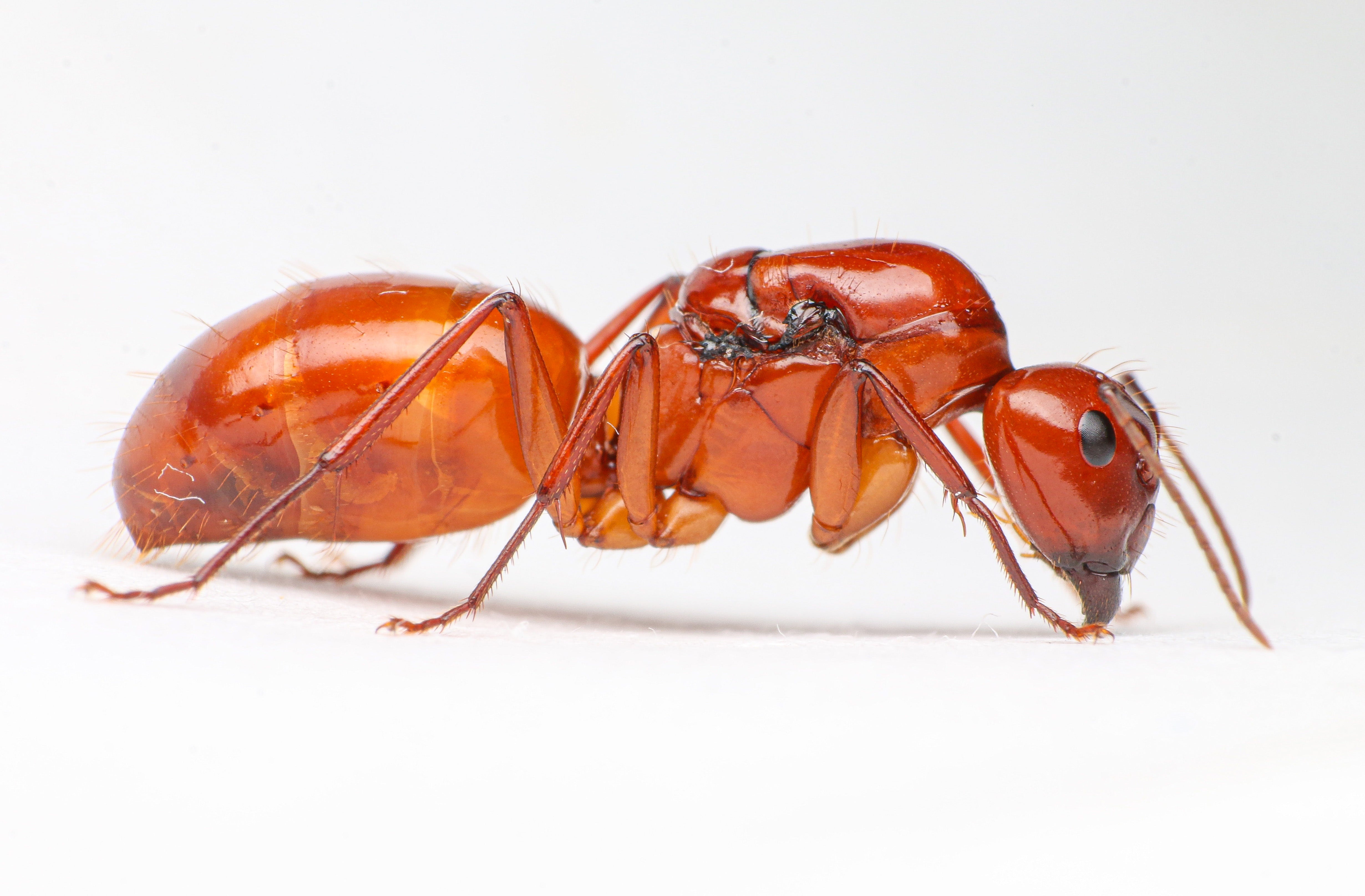 Carpenter Ants For Sale 20 Off Ant Queens in USA The Ant Vault