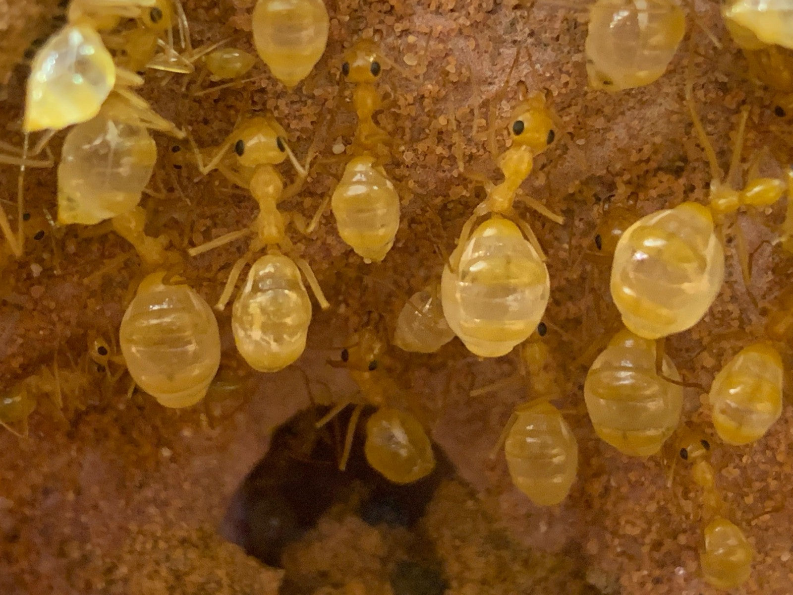 Mini Golden Honeypot Ants (M. navajo) (PREORDER JUNE 15th SHIPMENT)
