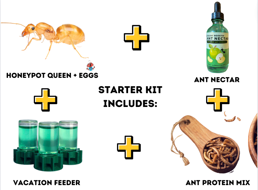 Giant Golden Honeypot Ants (M. mexicanus) (PREORDER JUNE 15th SHIPMENT)