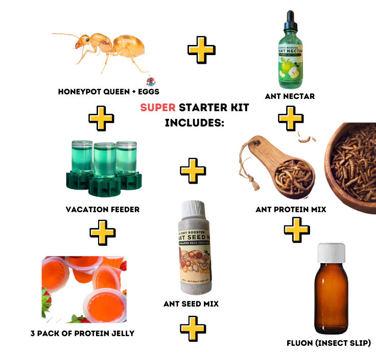 Giant Golden Honeypot Ants (M. mexicanus) (PREORDER JUNE 15th SHIPMENT)