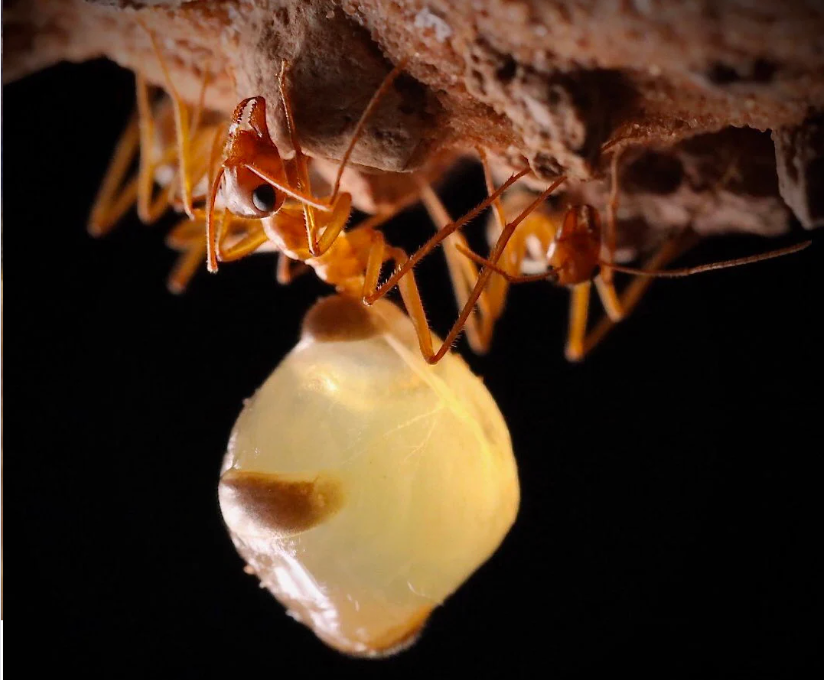 Mini Golden Honeypot Ants (M. navajo) (PREORDER JUNE 15th SHIPMENT)