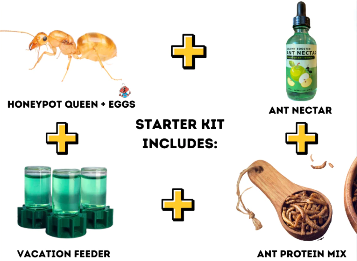 Mini Golden Honeypot Ants (M. navajo) (PREORDER JUNE 15th SHIPMENT)