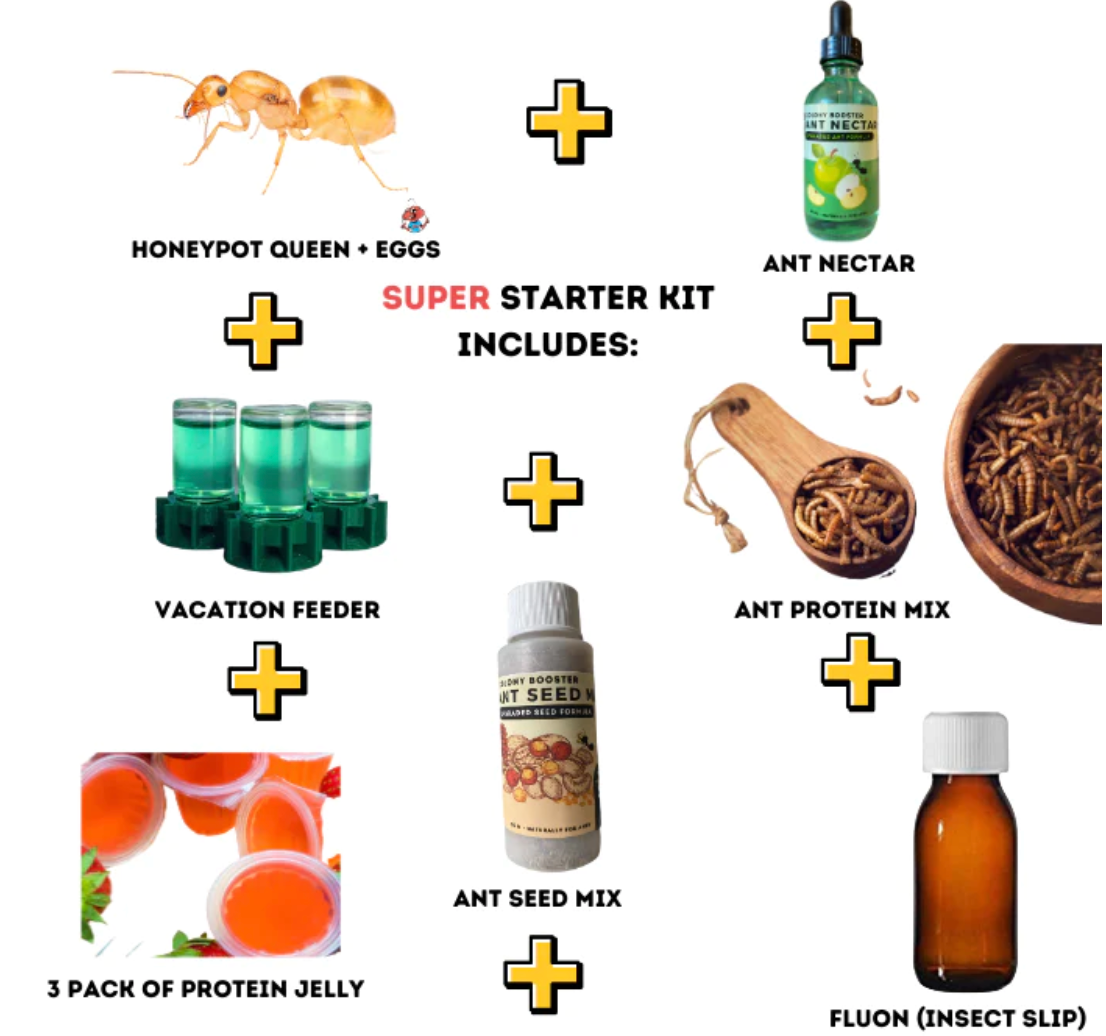 Mini Golden Honeypot Ants (M. navajo) (PREORDER JUNE 15th SHIPMENT)