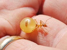 Giant Golden Honeypot Ants (M. mexicanus)