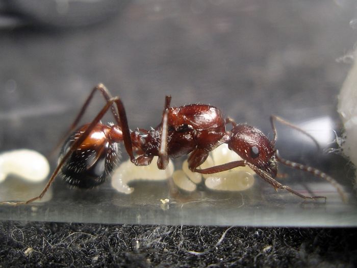 Long Legged Harvester Ants (N. cockerelli)