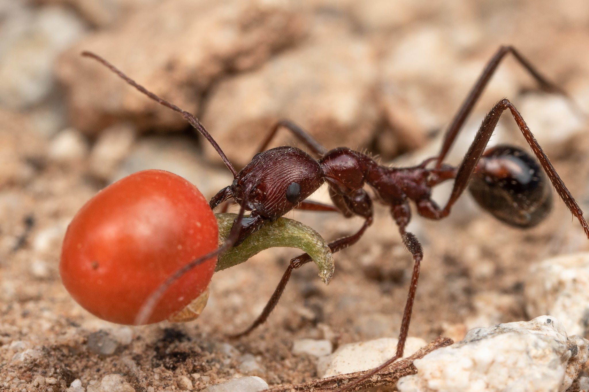 Long Legged Harvester Ants (N. cockerelli)