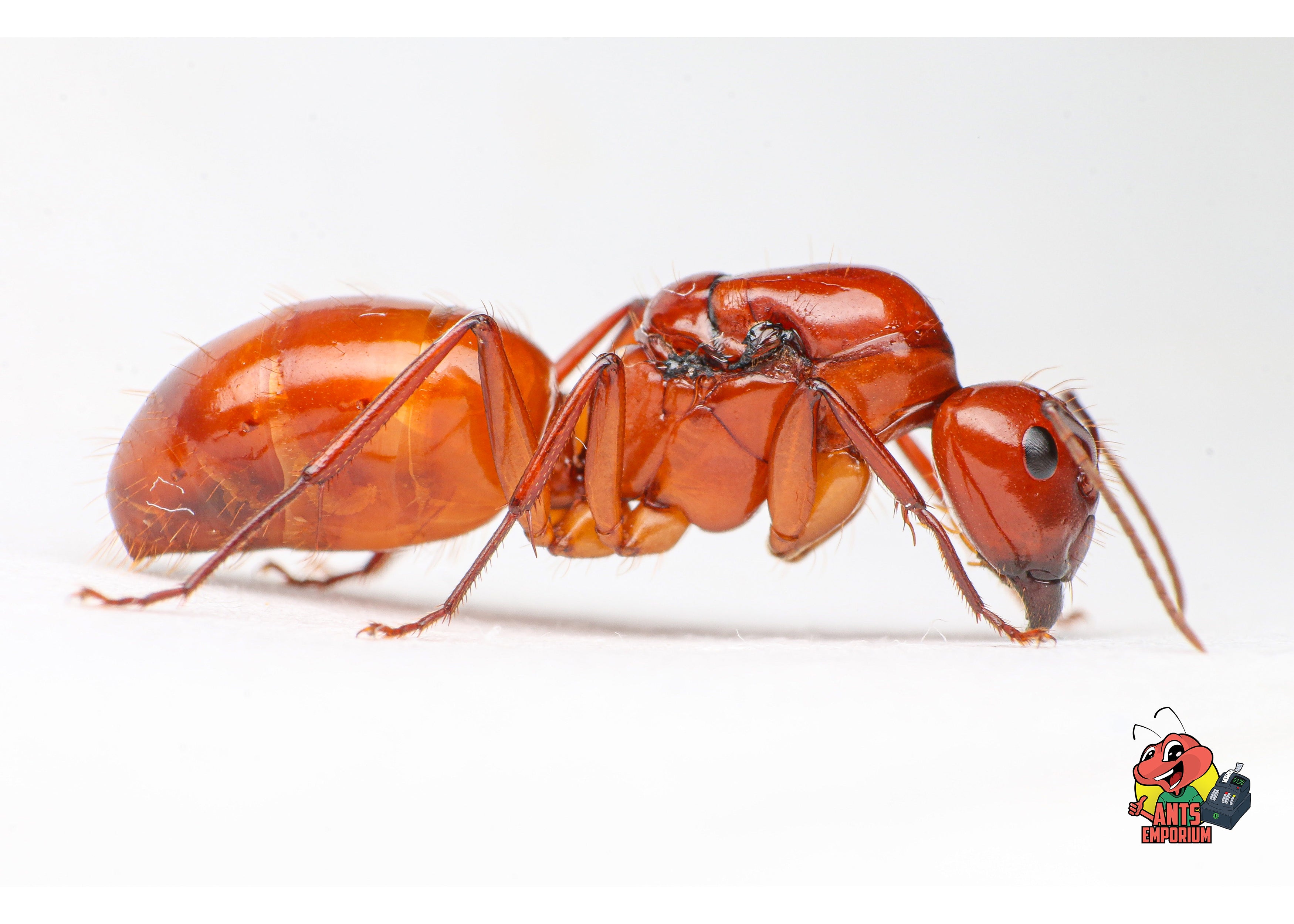 Camponotus castaneus - AntsEmporium