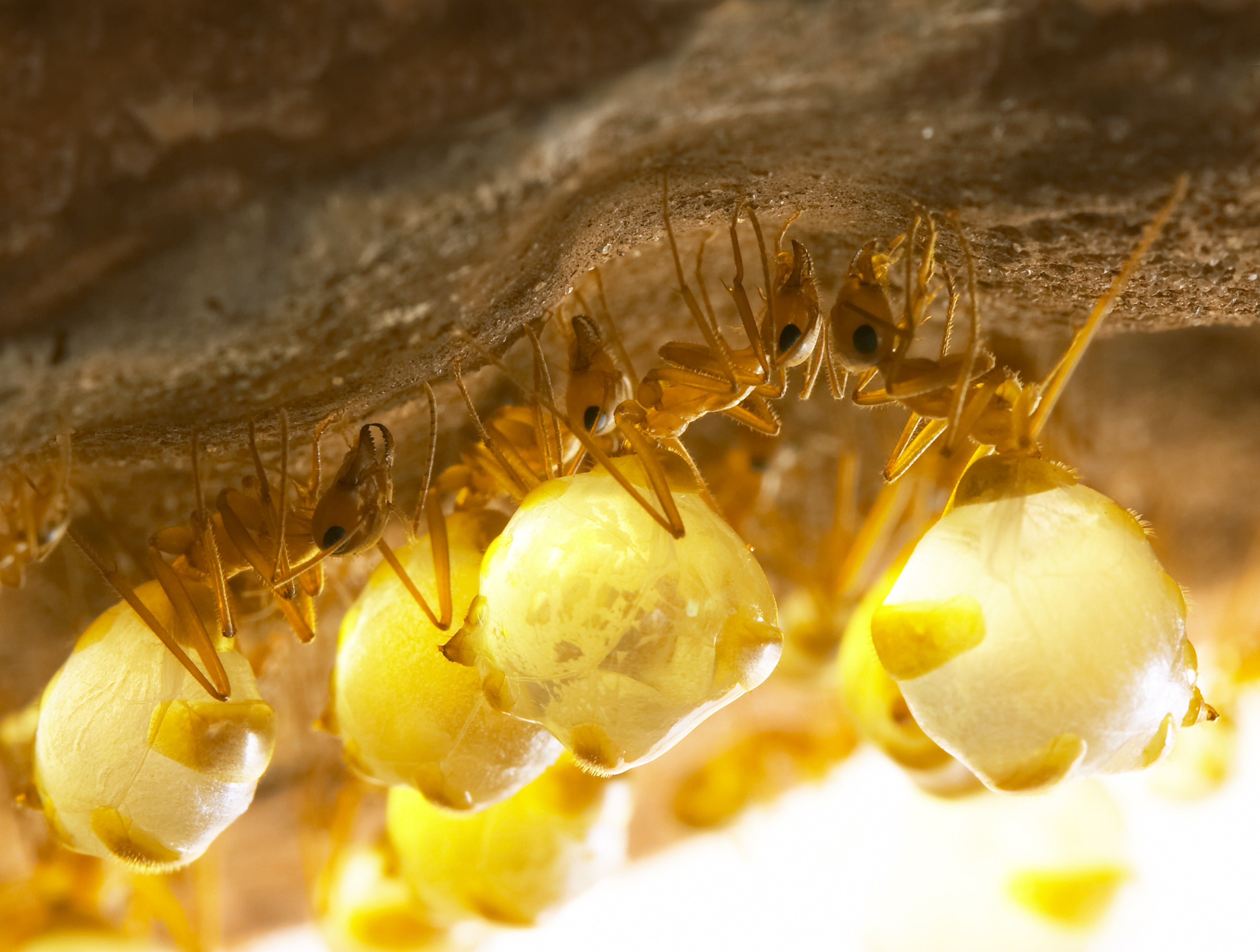 Myrmecocystus mexicanus colony - AntsEmporium