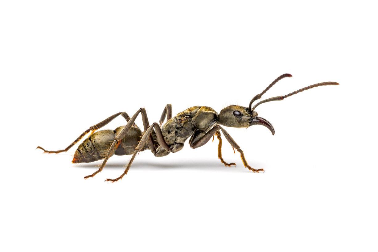 Neoponera villosa - AntsEmporium