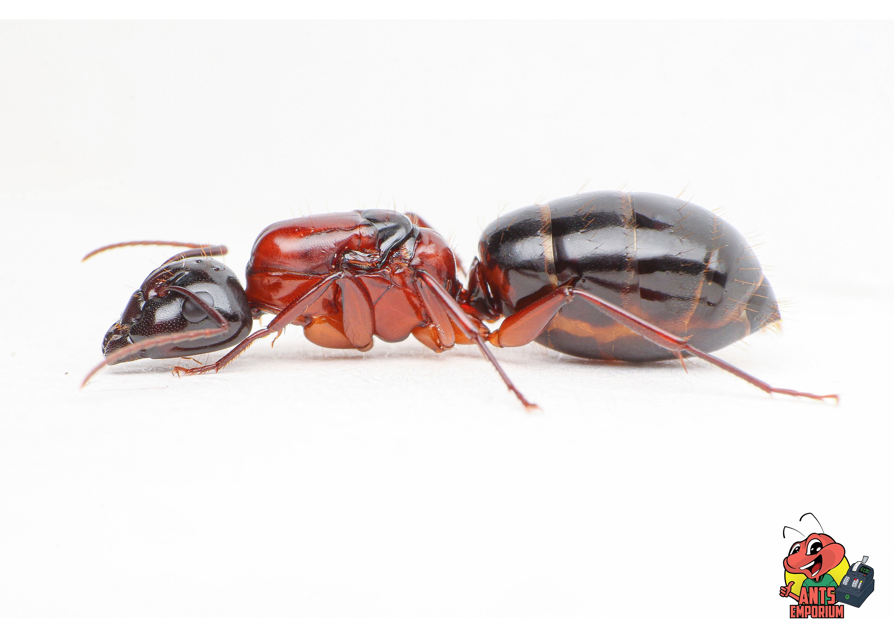 Camponotus texanus - AntsEmporium