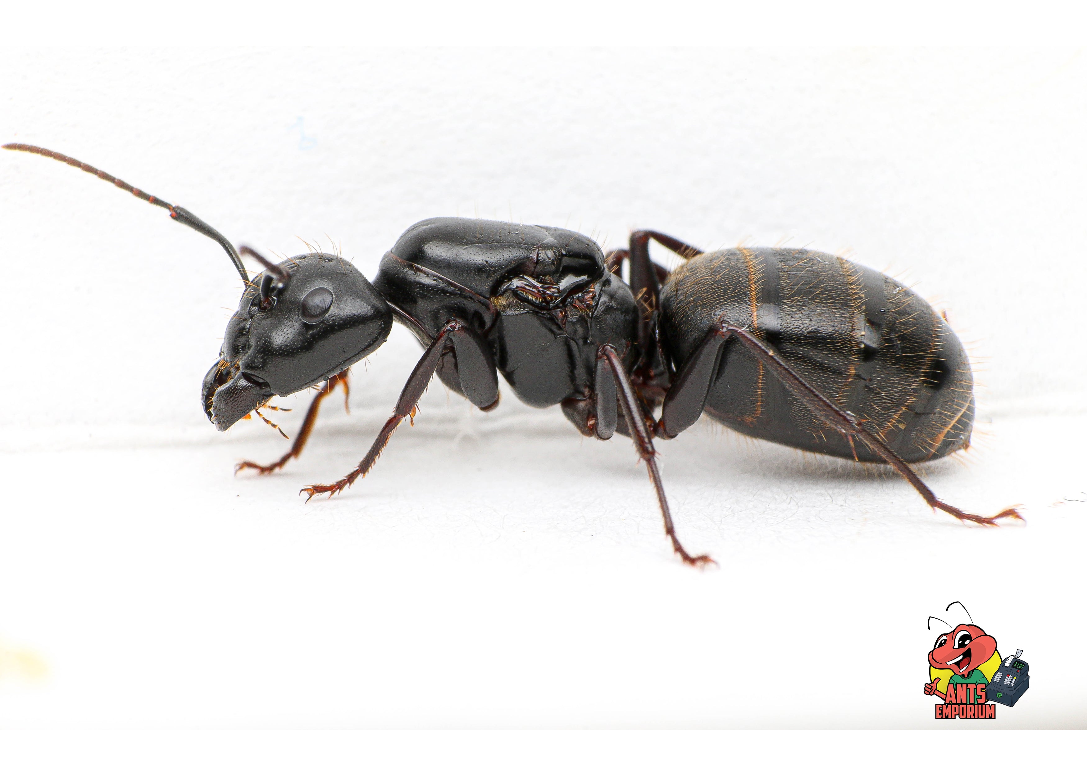 Camponotus pennsylvanicus - AntsEmporium