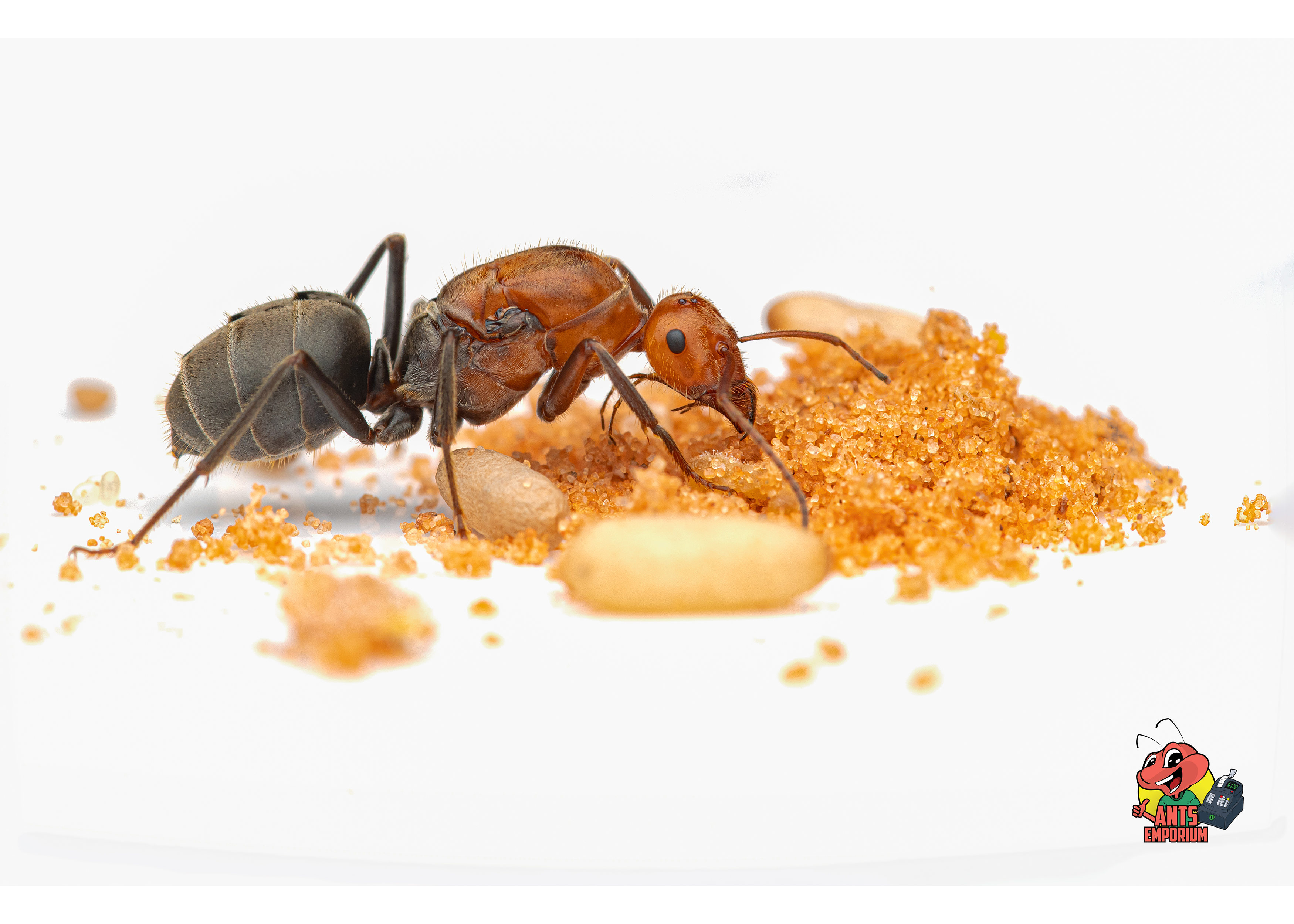 Myrmecocystus mendax - AntsEmporium