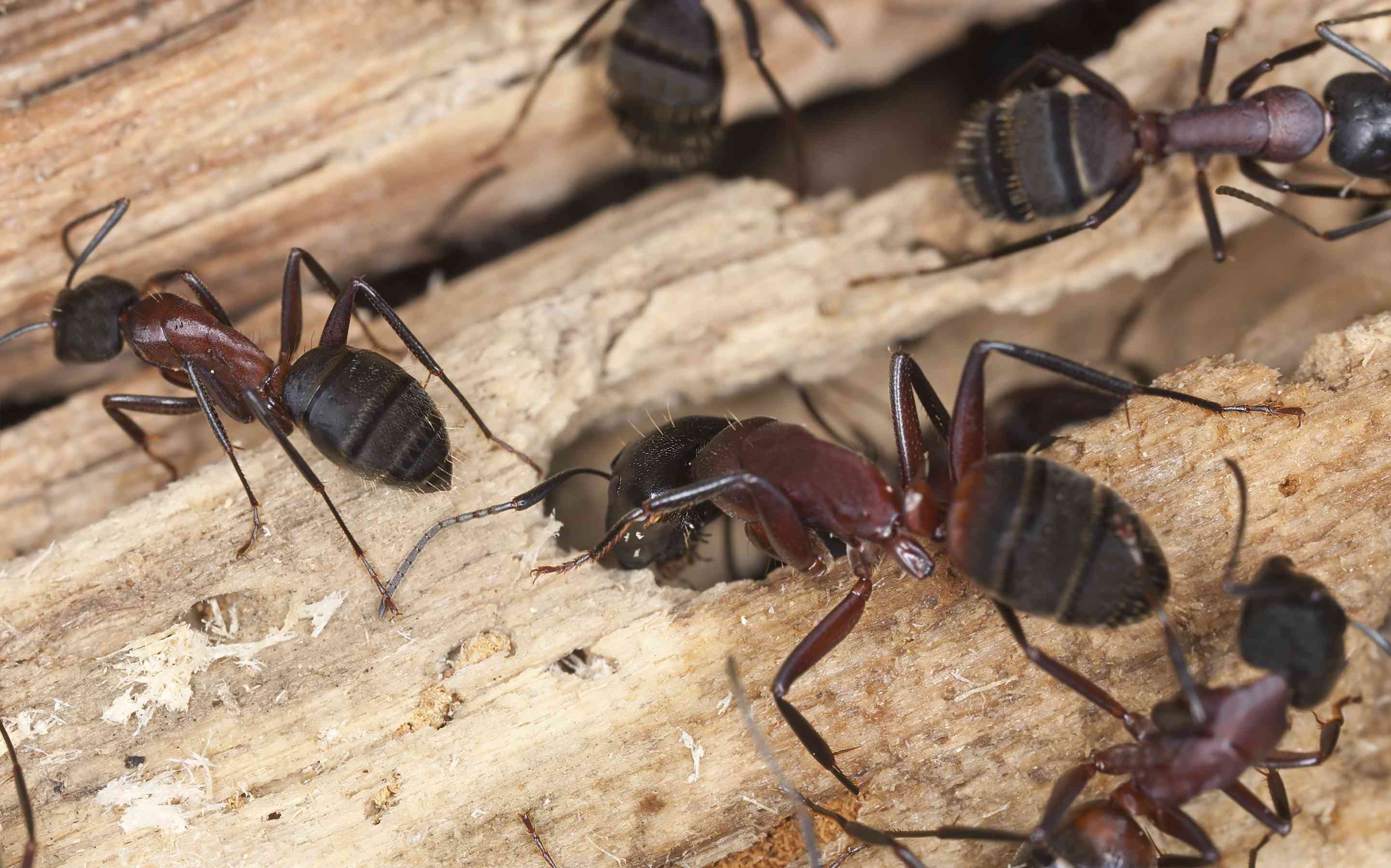 Carpenter Ants | Carpenter Ants Control: Effective Solutions & Tips