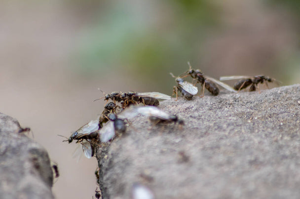 Flying Ants | Understanding Flying Ants: Habits & Prevention