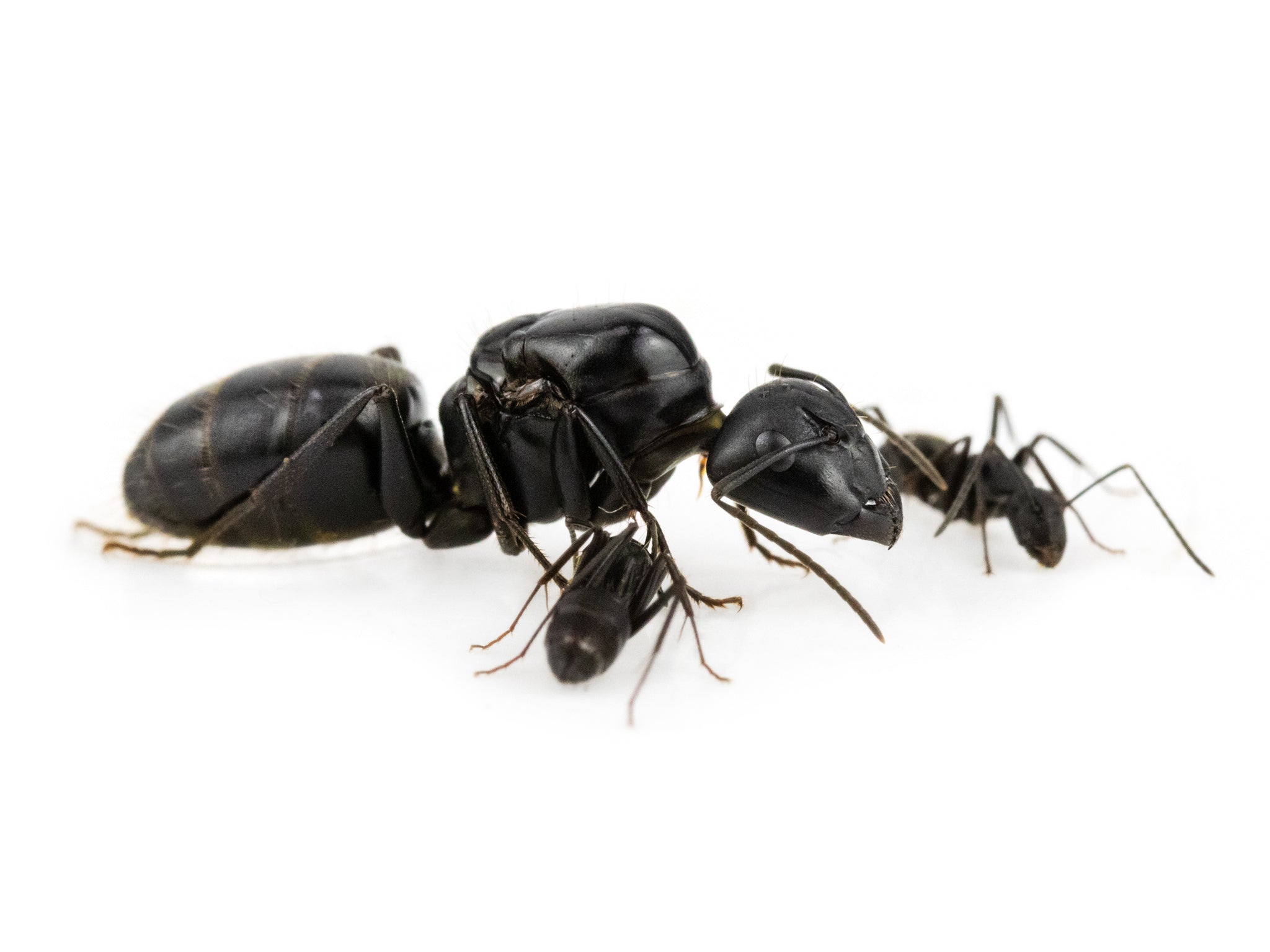 Welcome to The Ant Vault!