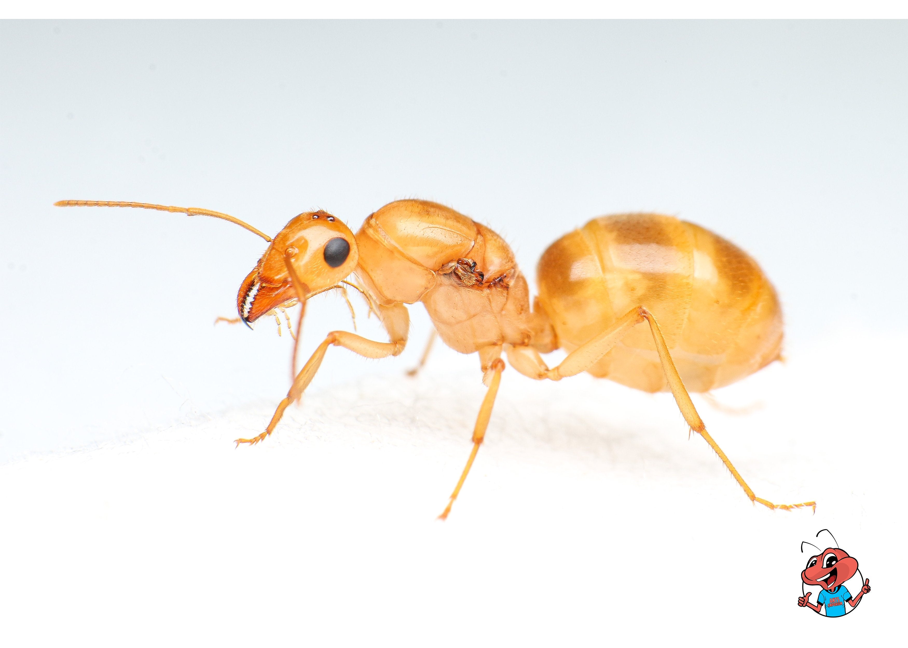 Golden Sun Honeypot Ants