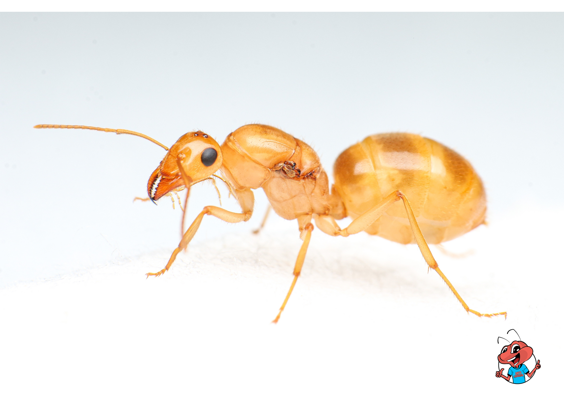 Camponotus CA02 Care Guide – The Ant Vault