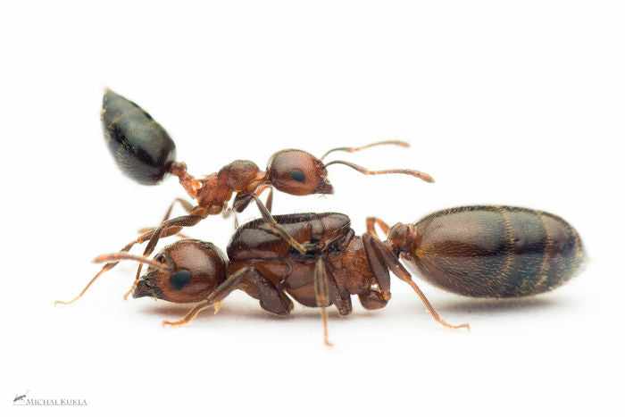 Black Acrobatic Ants (C. lineolata)