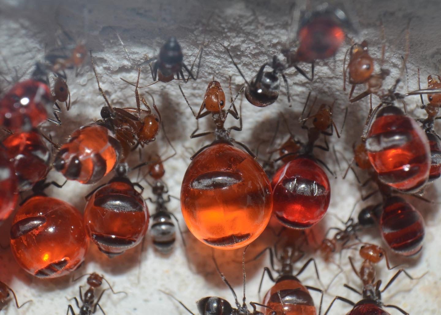 Bi-Colored Honeypot Ants (M. mimicus)