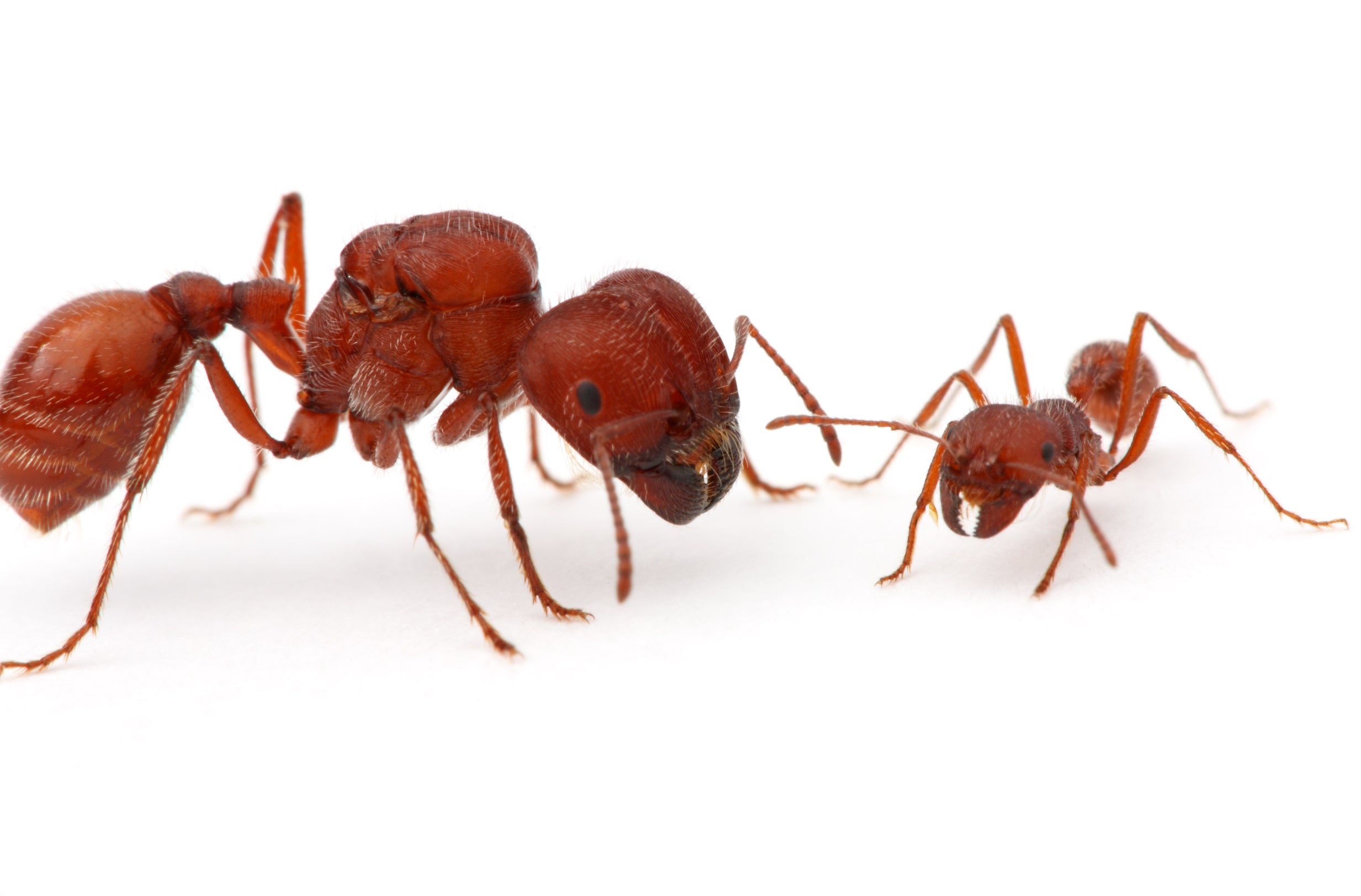 Big-Headed Harvester Ants (P. badius)