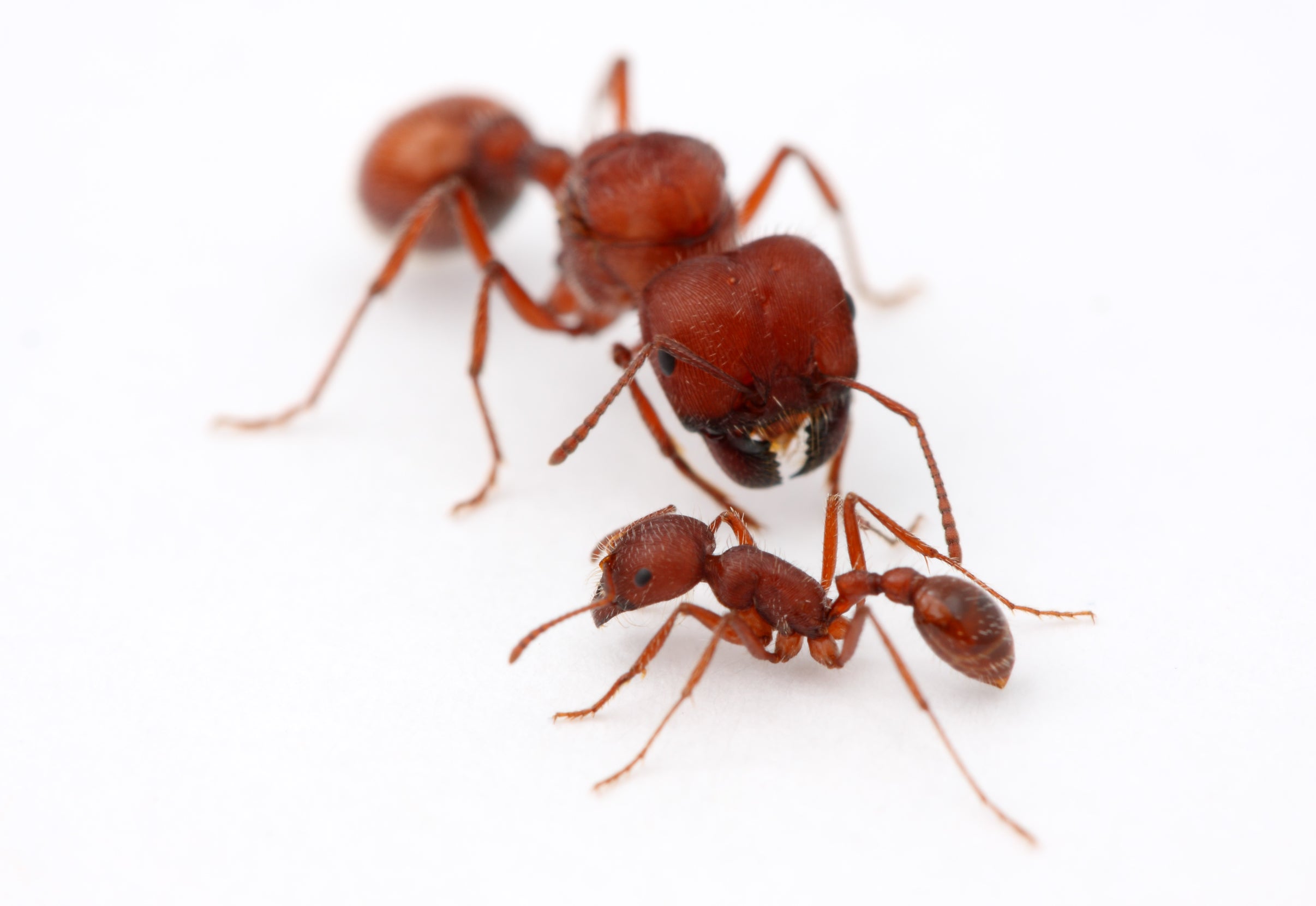 Big-Headed Harvester Ants (P. badius)