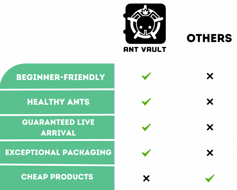Giant Golden Honeypot Ants For Sale (M. mexicanus) The Ant Vault