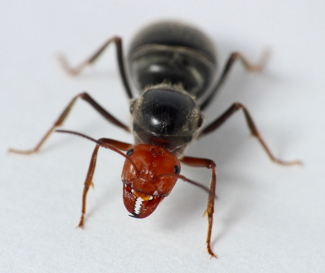 Honeypot Ants For Sale Mini Golden Honeypot Ants (M. navajo) The