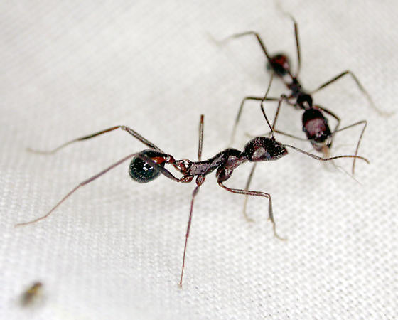 Long Legged Harvester Ants (N. cockerelli)