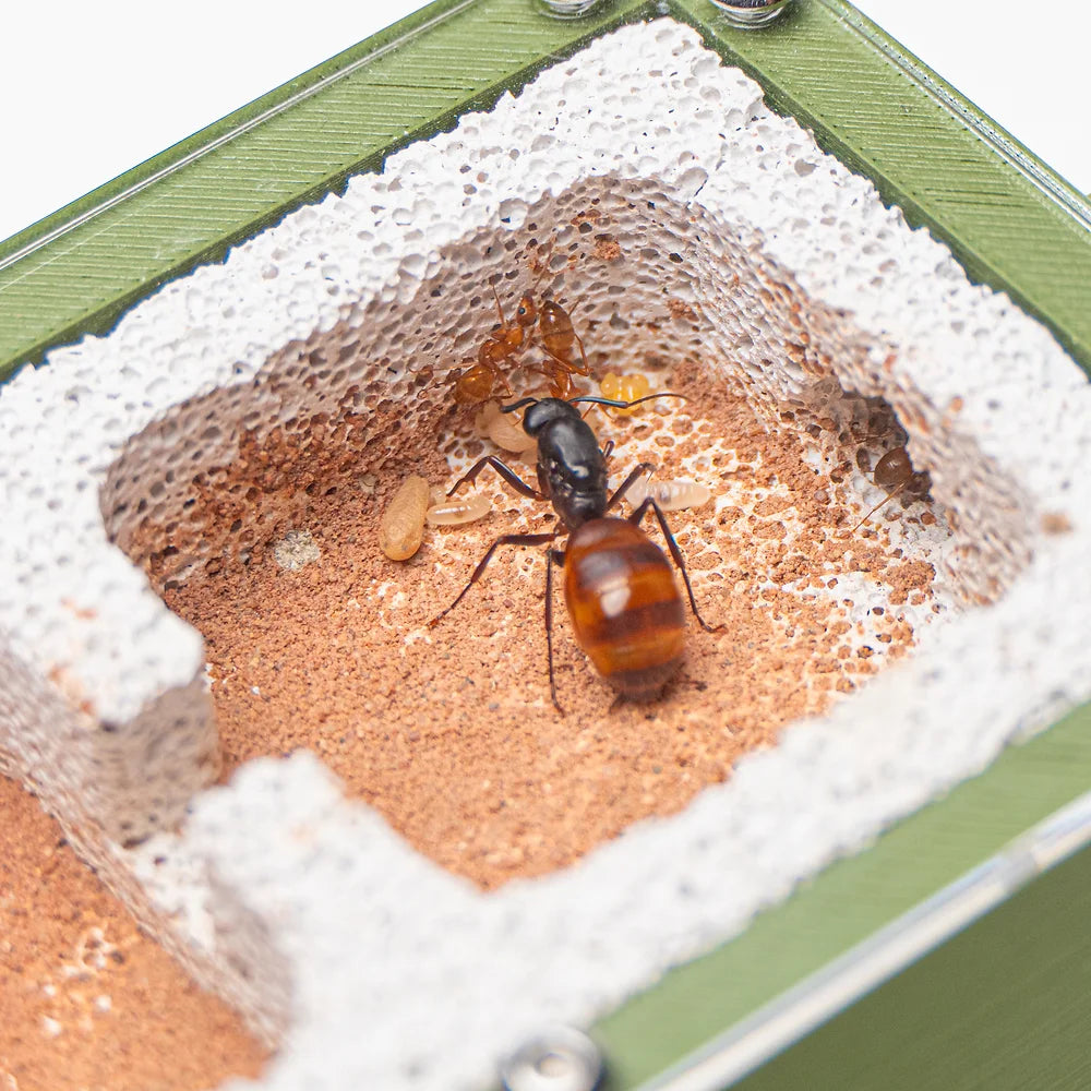 Founding Small Ant Nest