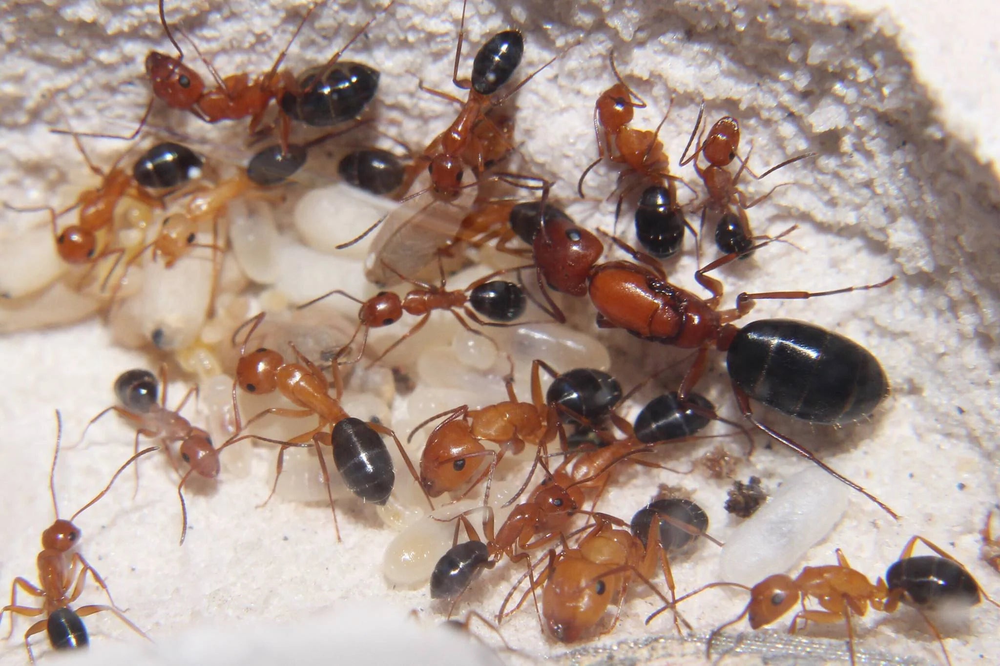 Mini Ruby Ants (Carpenters)