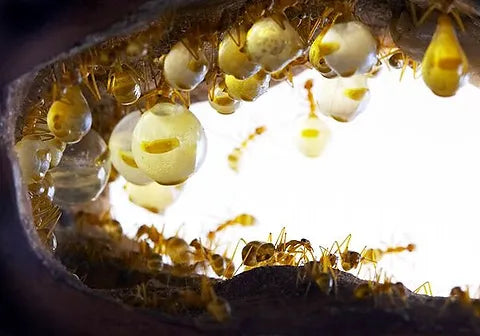 Giant Golden Honeypot Ants (M. mexicanus)