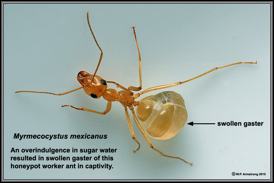 Giant Golden Honeypot Ants For Sale (M. mexicanus) The Ant Vault