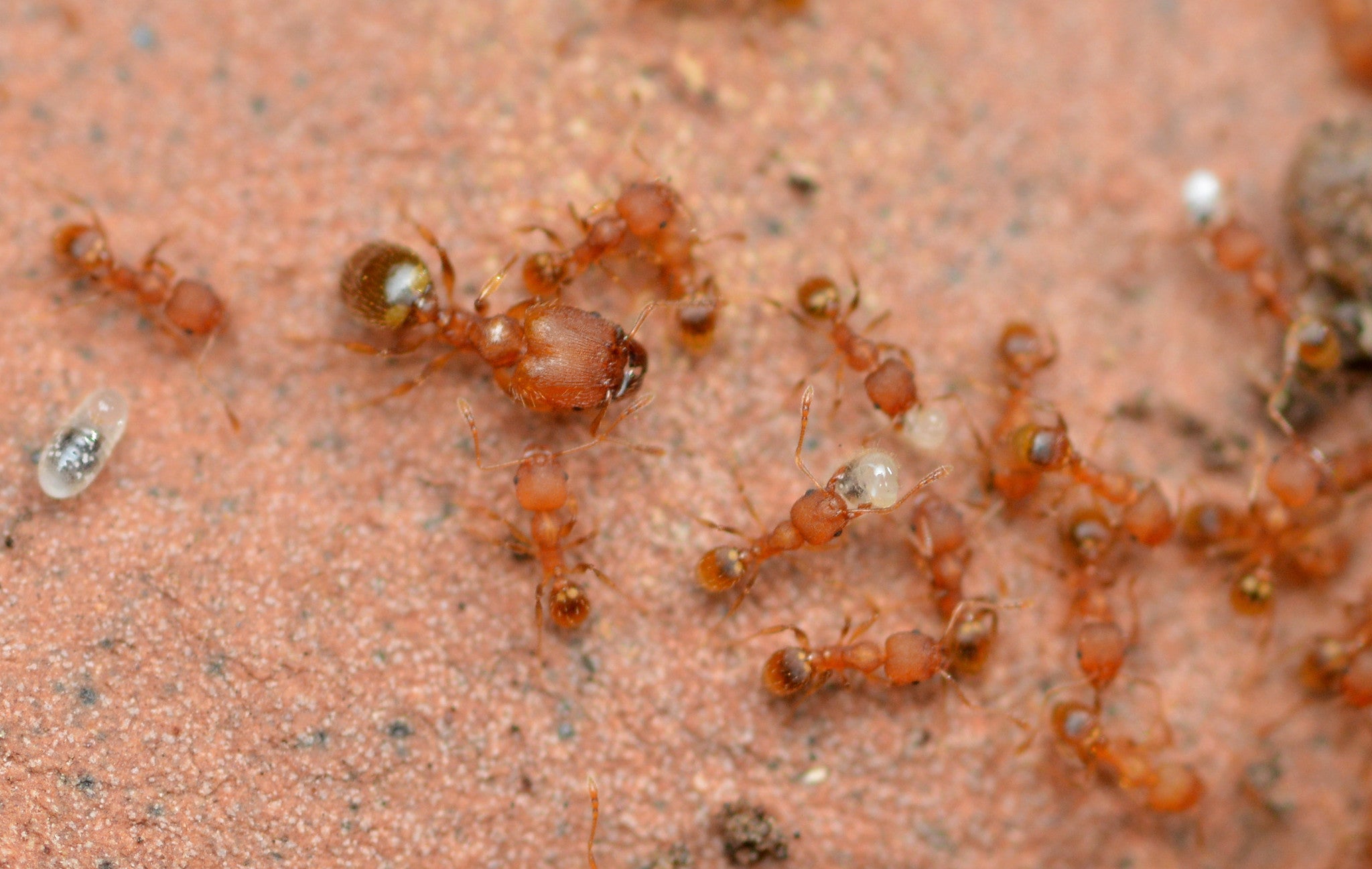 MINI Big-Headed Ants