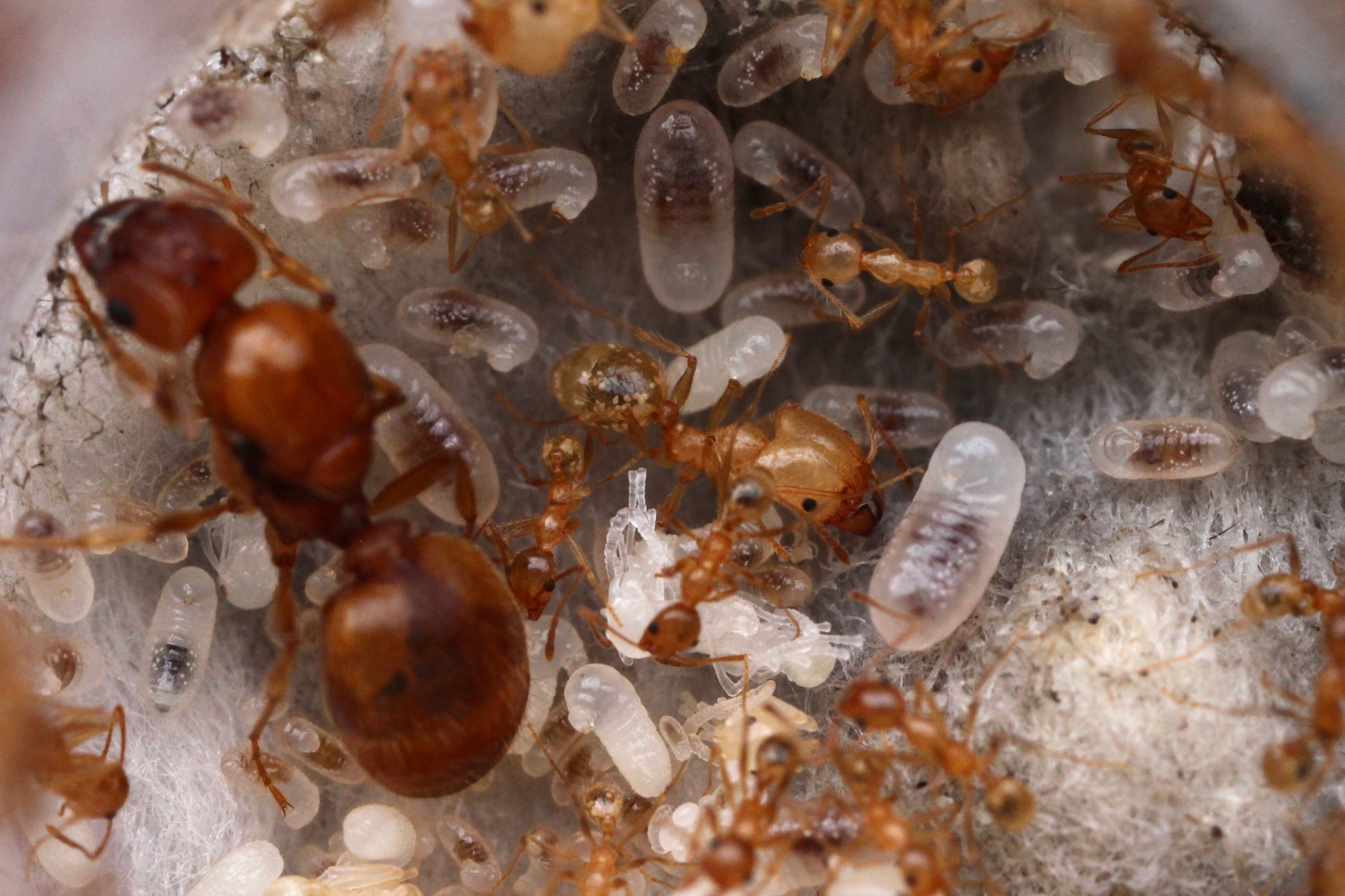 JUMBO Big-Headed Ants