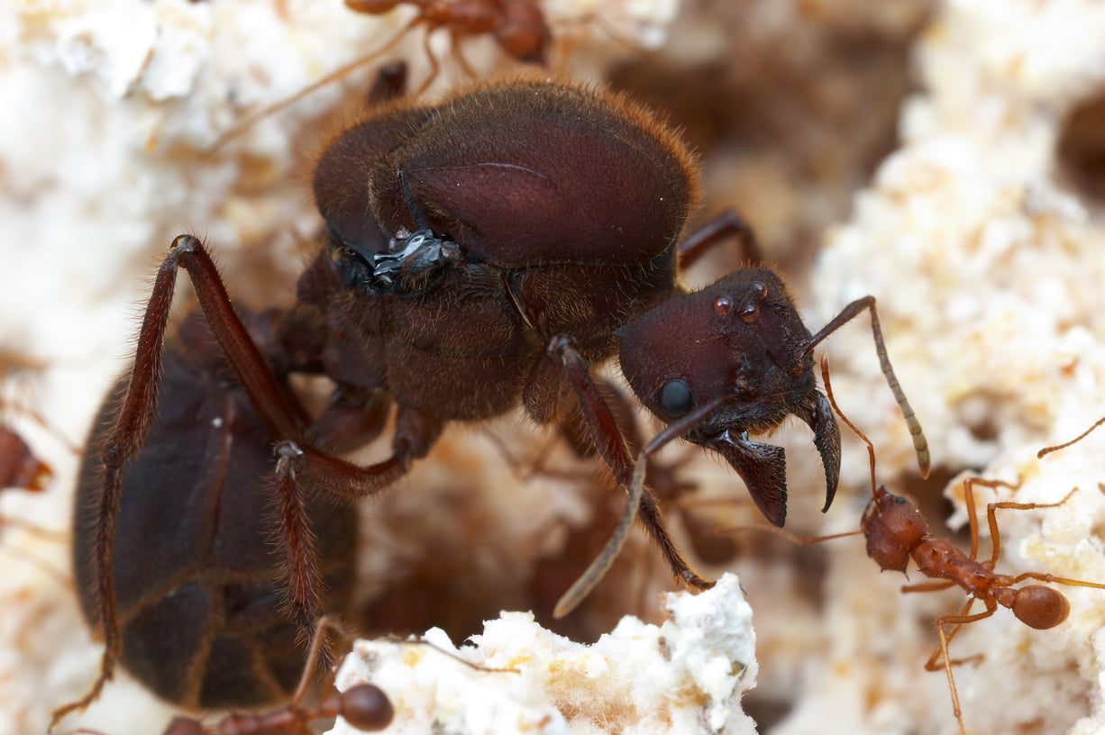 Atta texana colony(Texas Leaf Cutting Ants) - AntsEmporium
