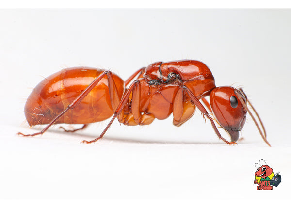 Orange Carpenter Ants Sale | Queen Ants Available in USA – The Ant Vault