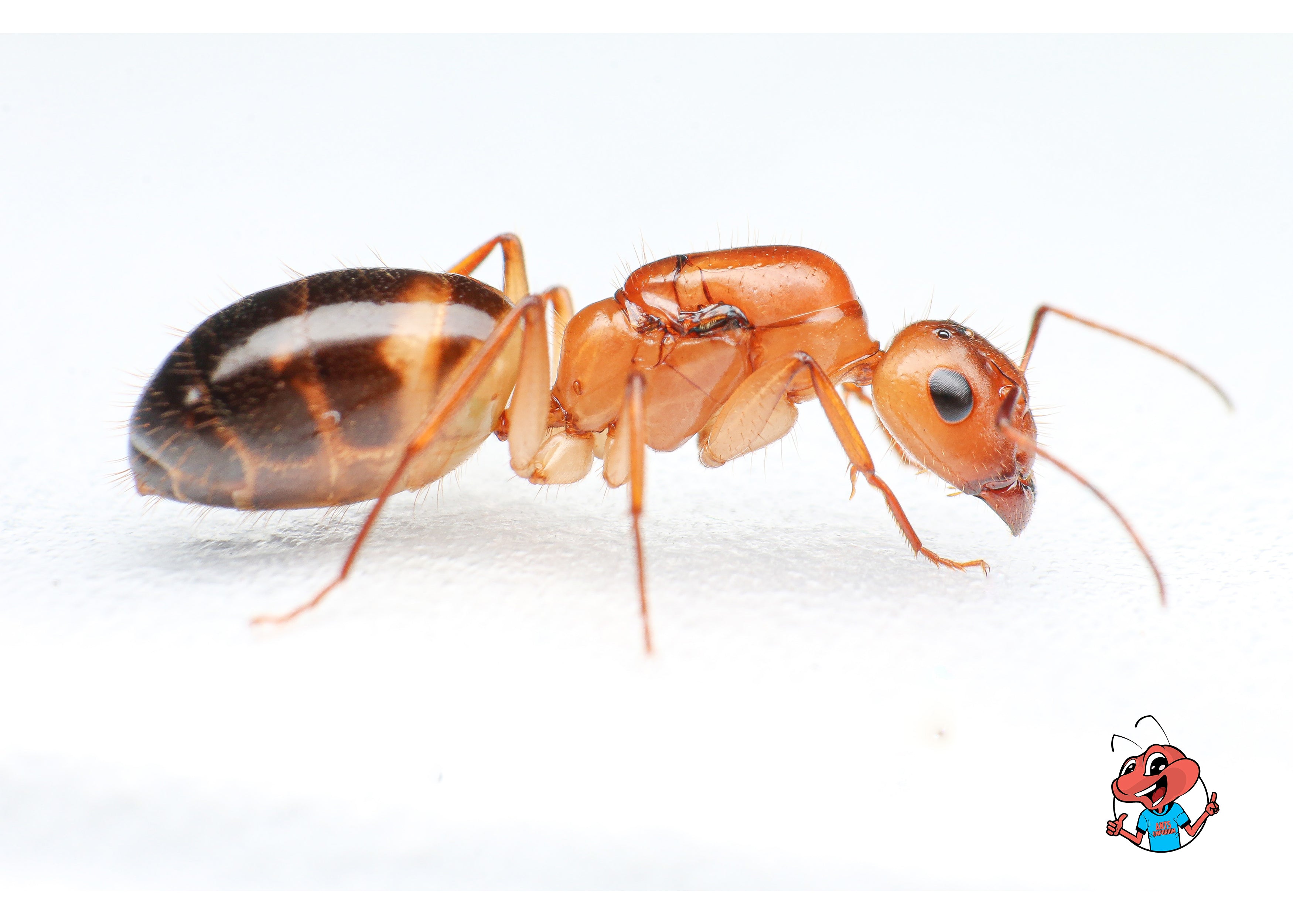 Jumbo Sun Carpenter Ants (C. fragilis)