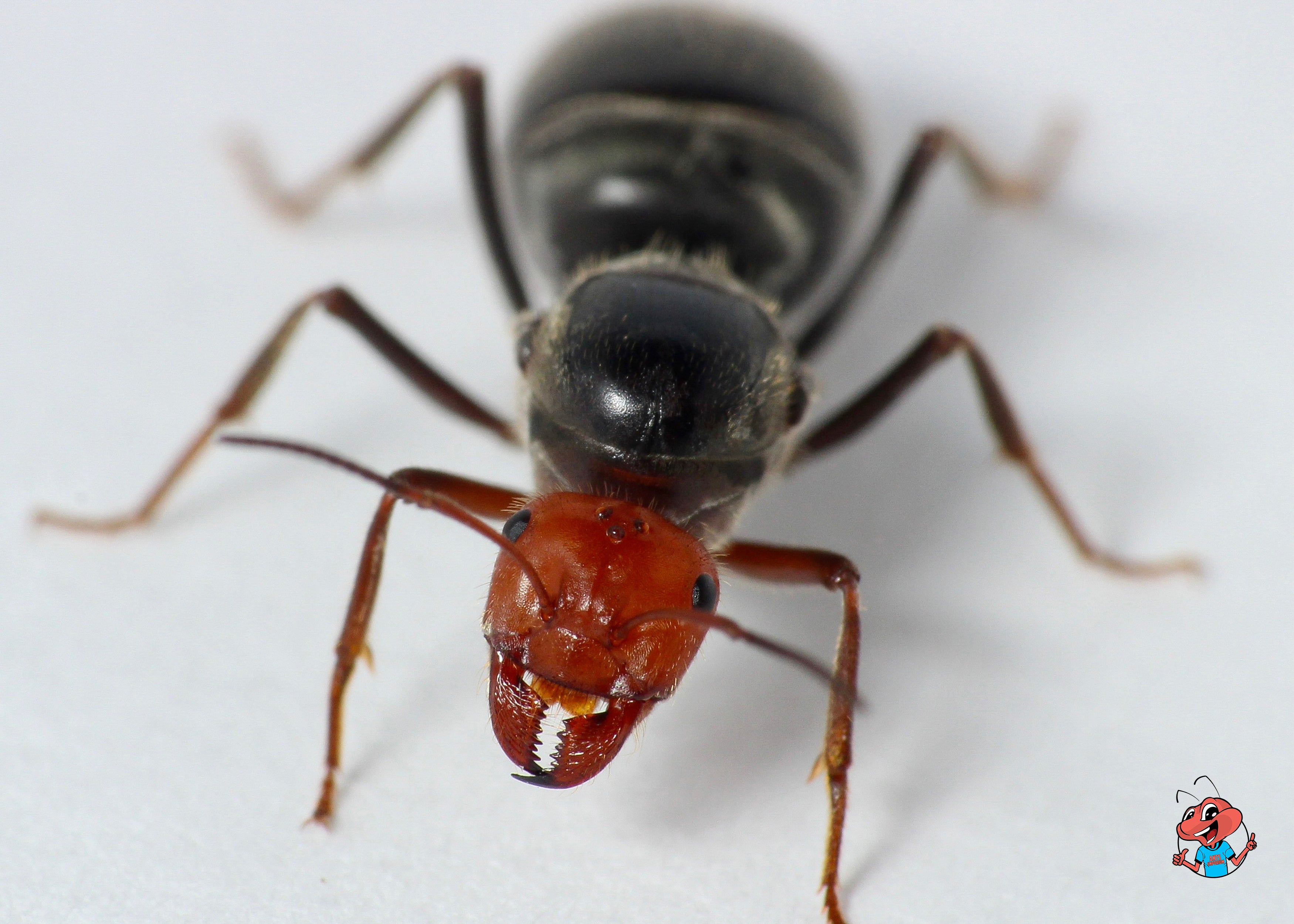 Cherry-Headed Honeypot Ants (M. placodops)