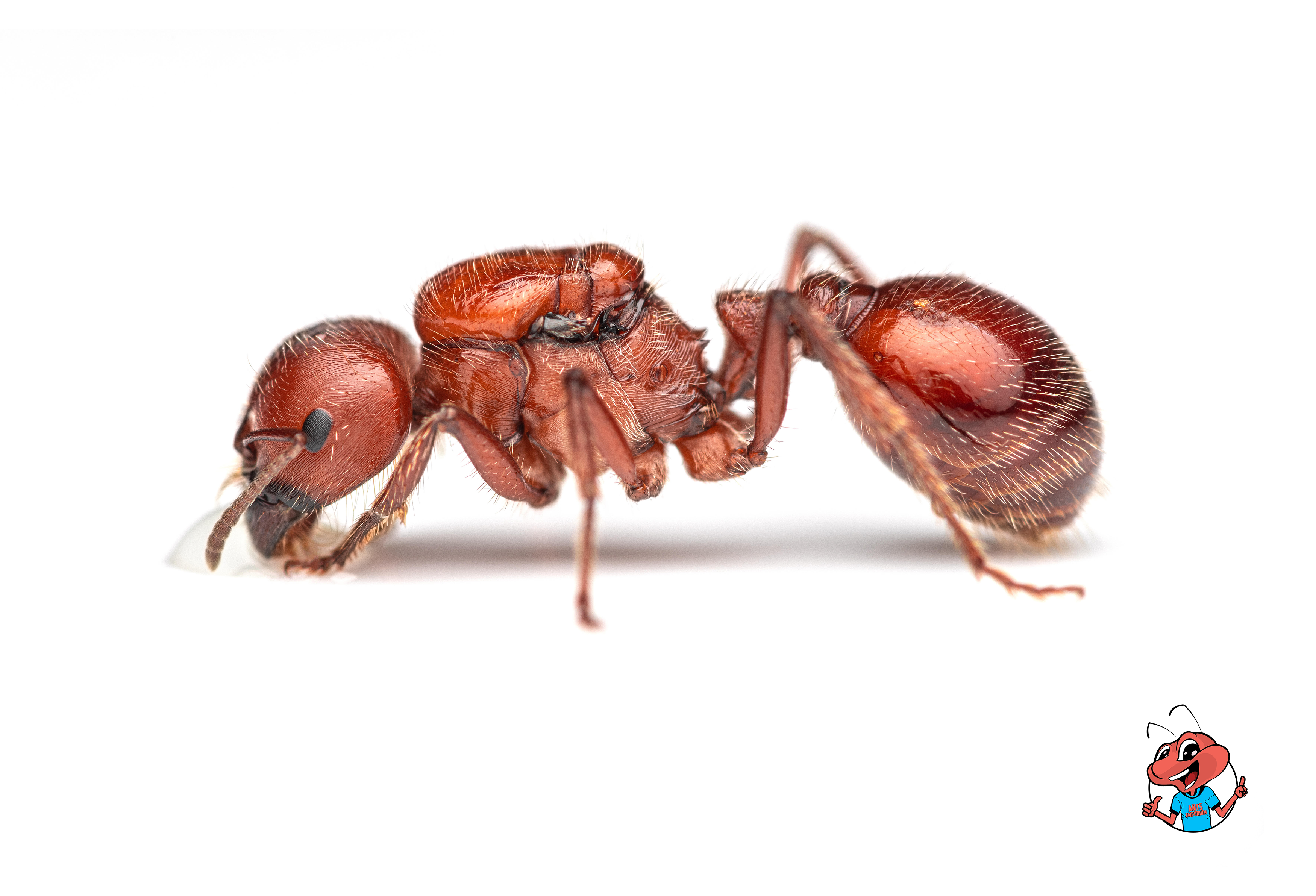 Pogonomyrmex barbatus - AntsEmporium