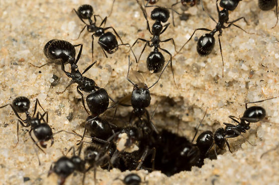 Black Harvester Ants (V. pergandei)