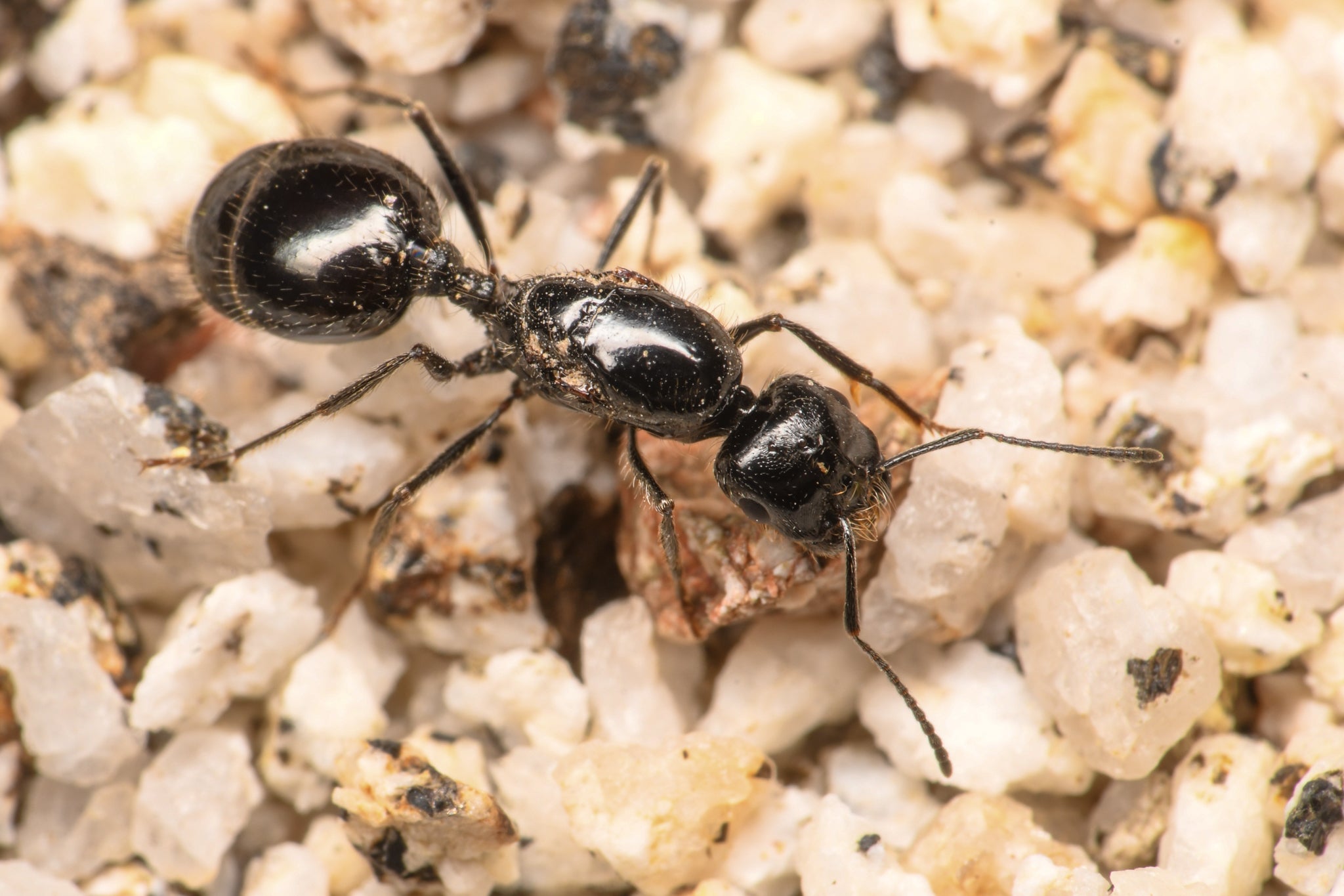 Black Harvester Ants (V. pergandei)