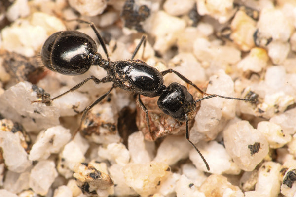 Black Harvester Ants (V. pergandei) | Black Harvester Ants For