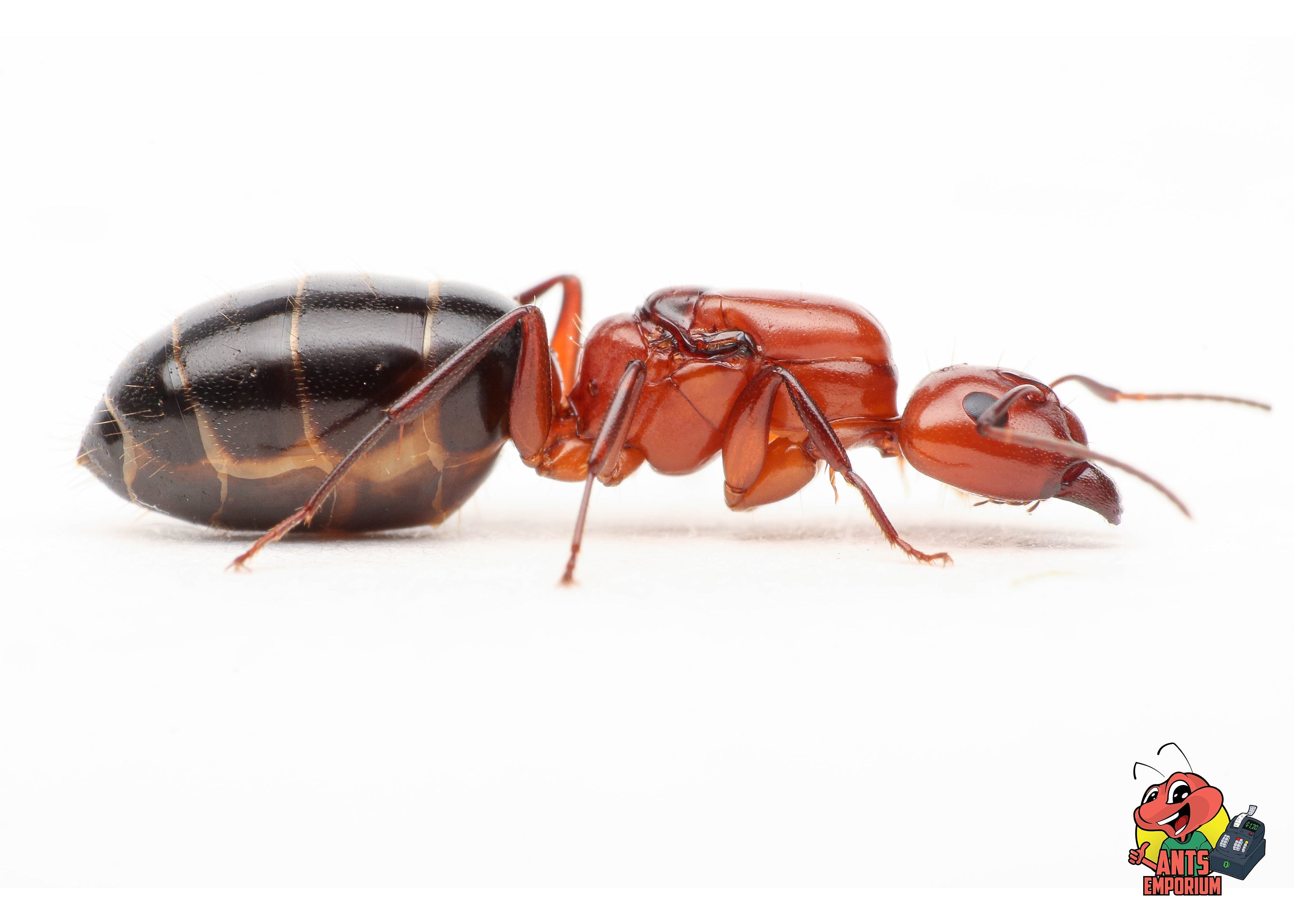 Camponotus discolor - AntsEmporium