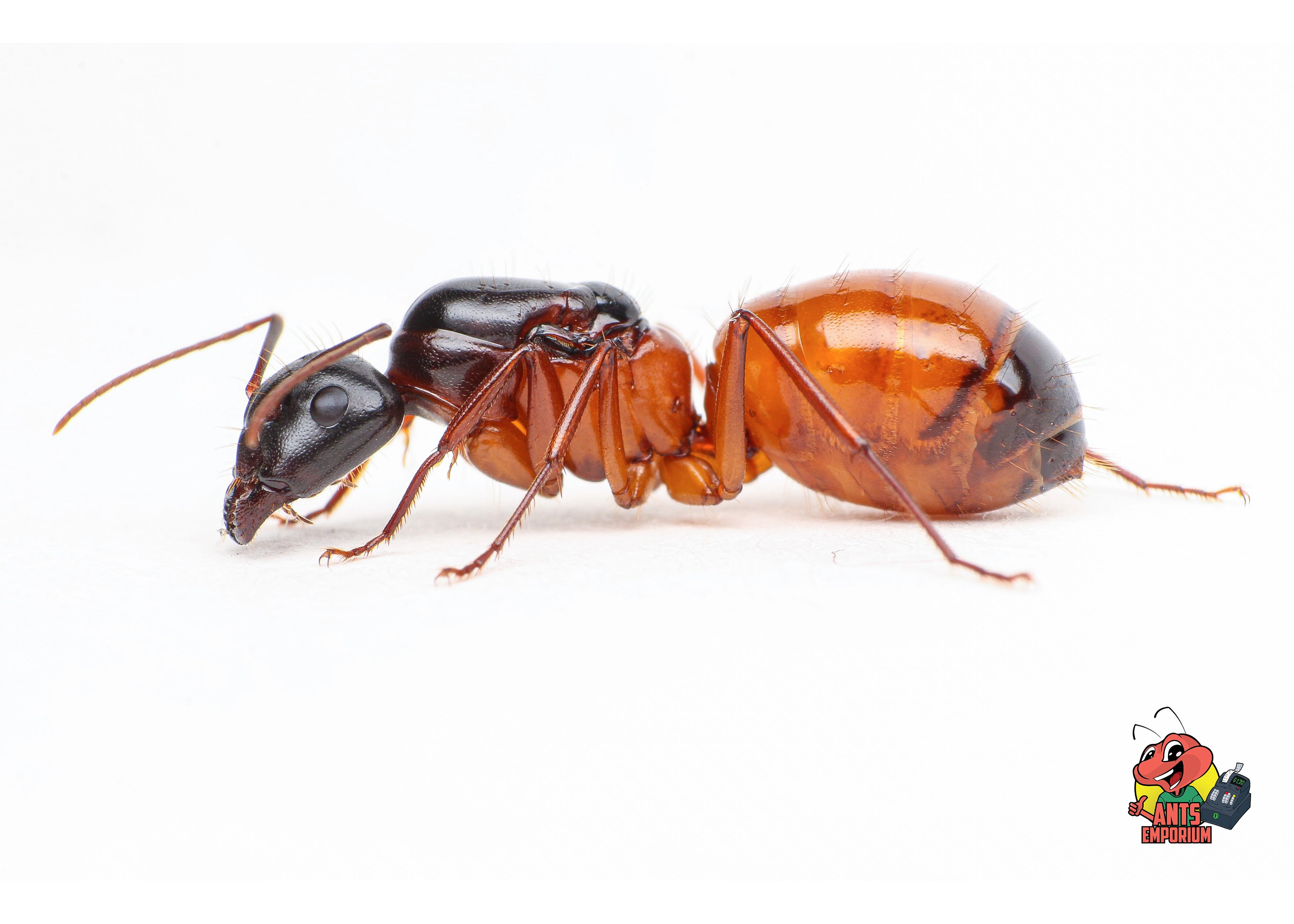 Camponotus semitestaceus - AntsEmporium