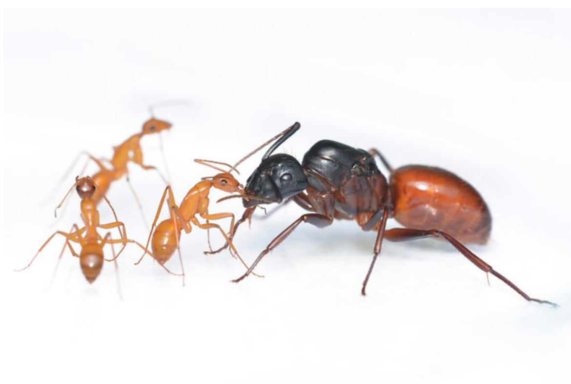 Giant California Carpenter Ants (C. ca02)