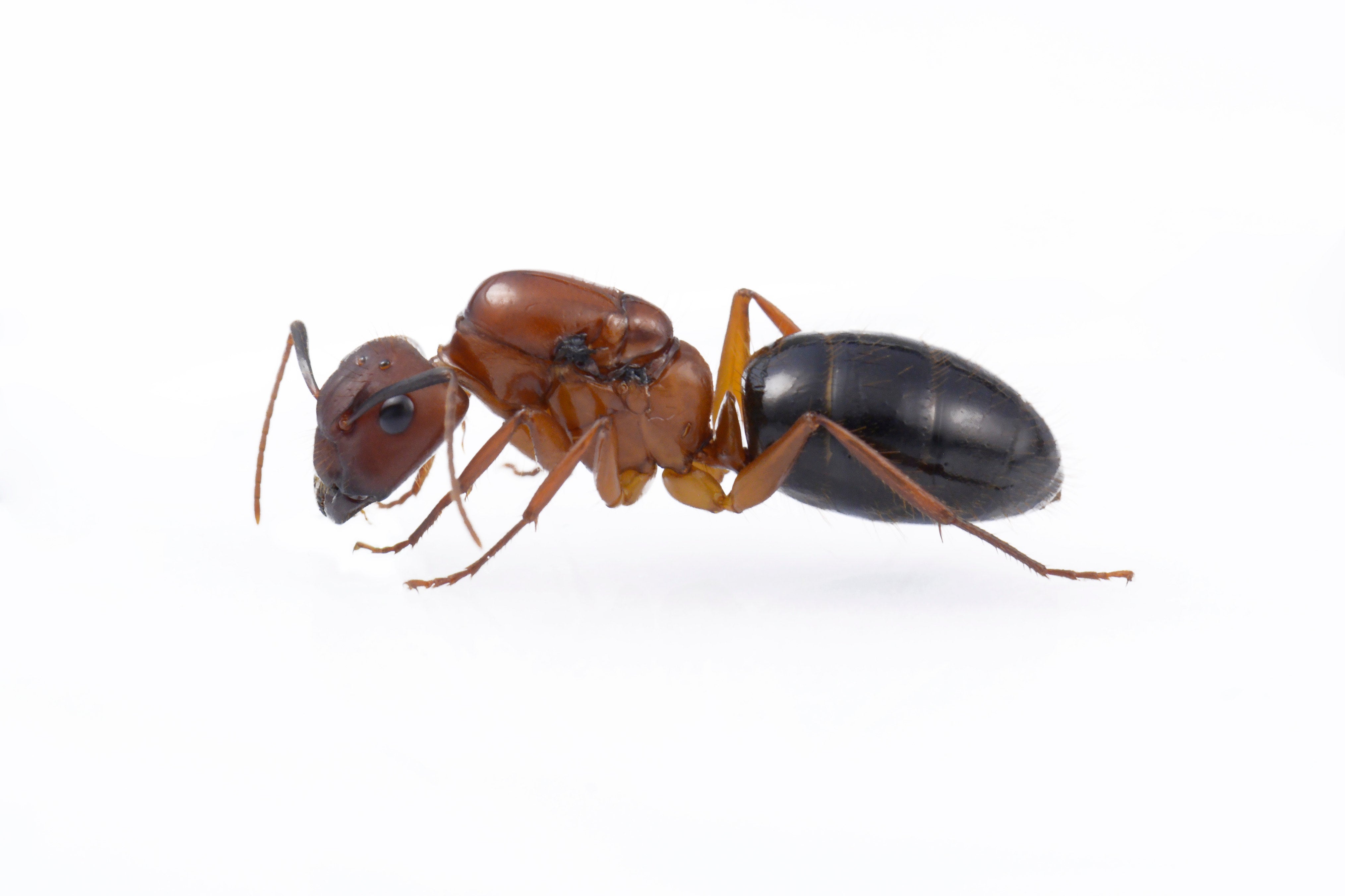Florida Carpenter Ants (C. floridanus)