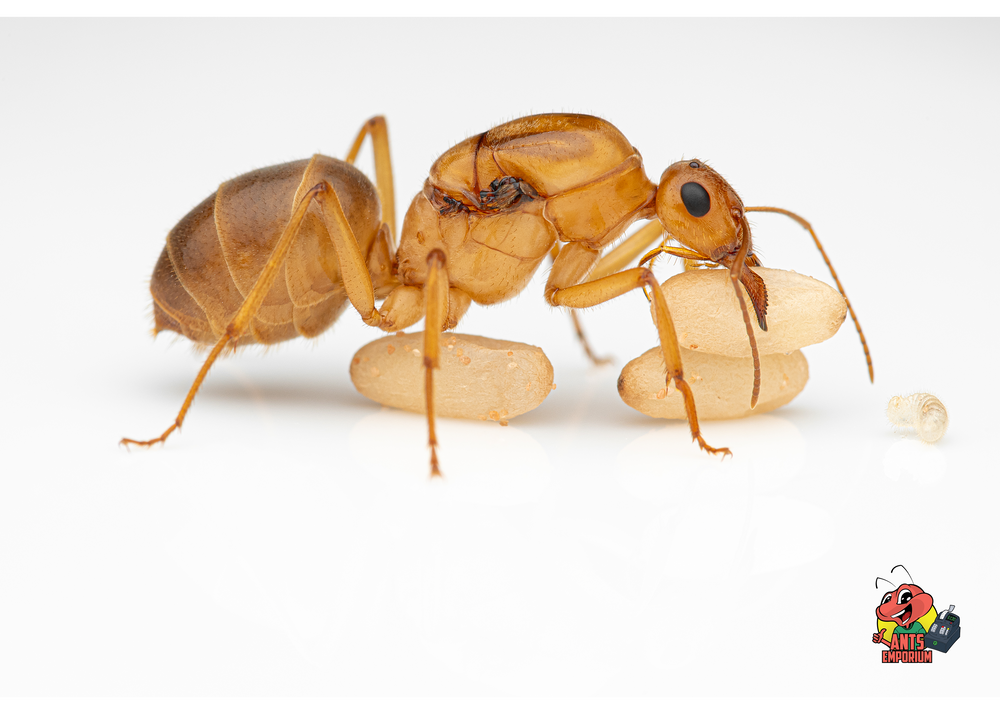 The Ant Vault Beginner Ant Queens in USA Ant Farms for AntKeeping.