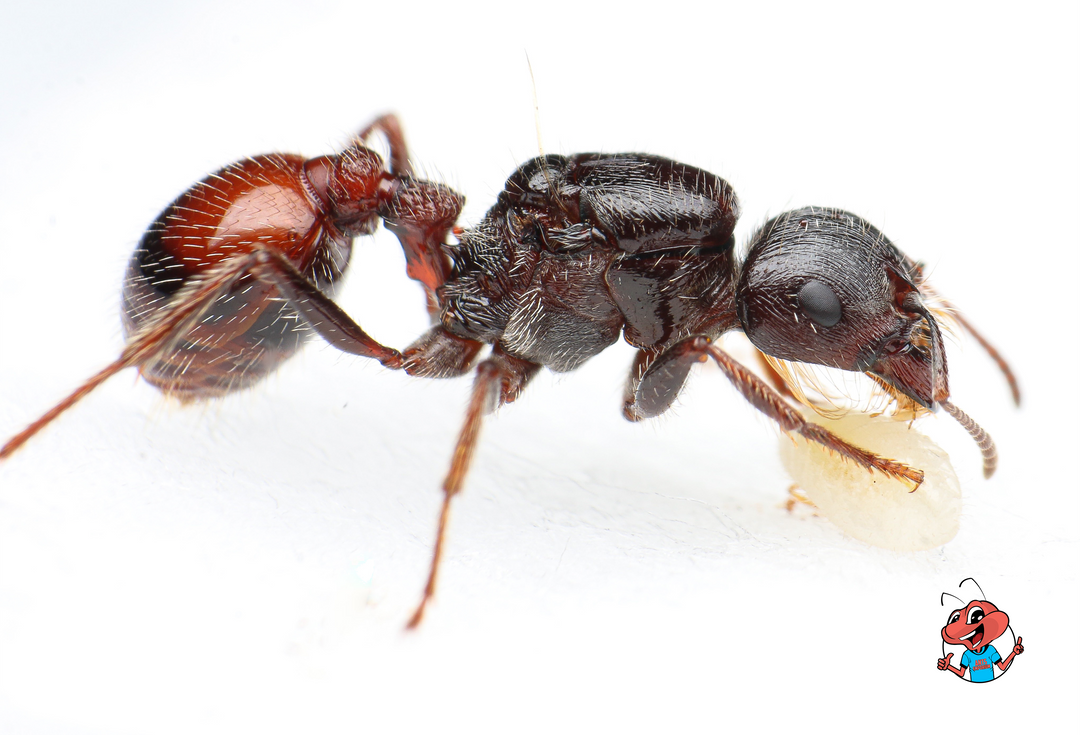Giant Harvester Ants Beginner Harvester Ant Queen For Sale in USA